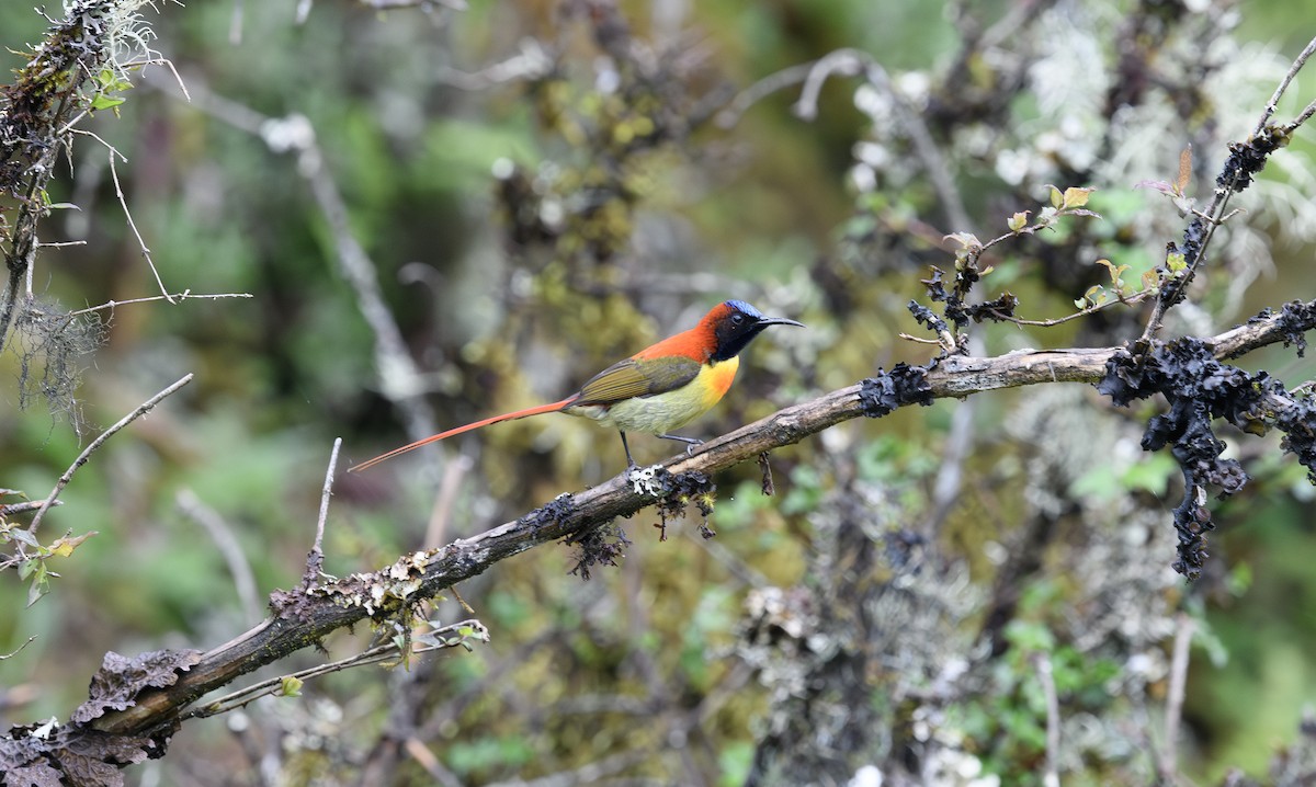 アカオタイヨウチョウ - ML647288214