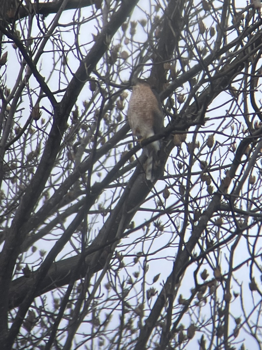 Cooper's Hawk - ML647288222