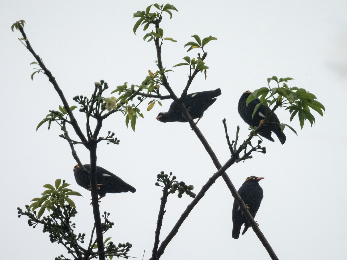 loskuták jižní - ML647288224