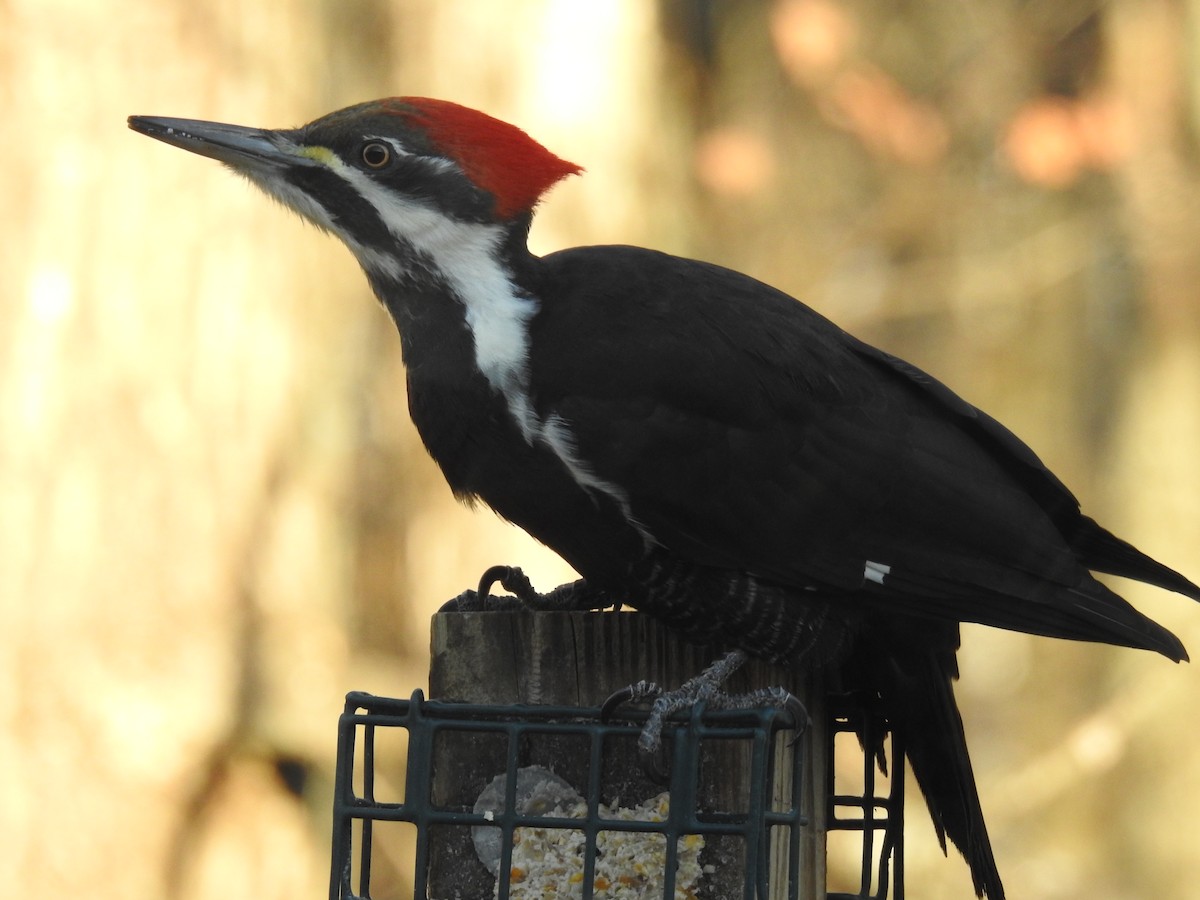 Pileated Woodpecker - ML647288231