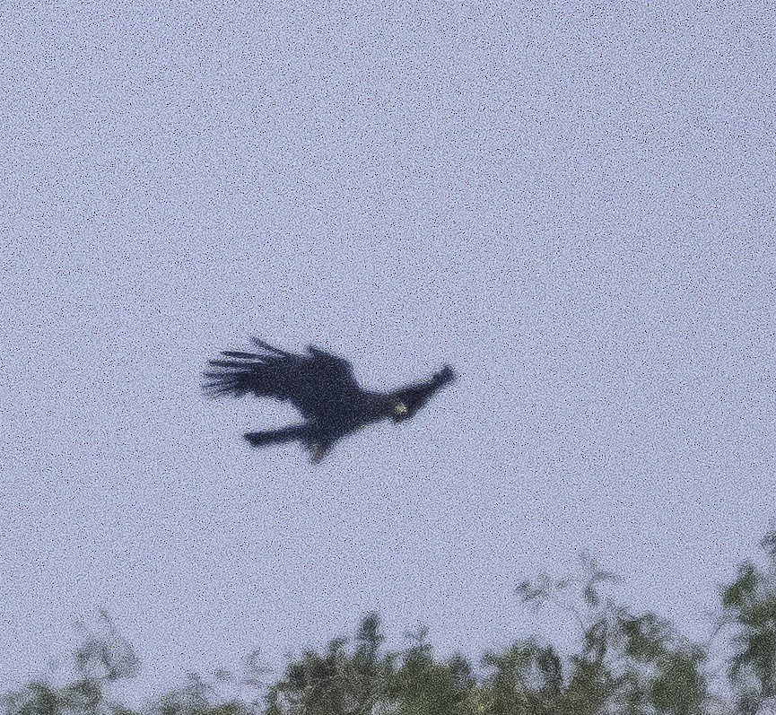 Black Eagle - ML647288242