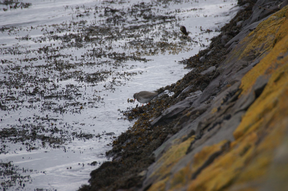 アカアシシギ - ML647288245