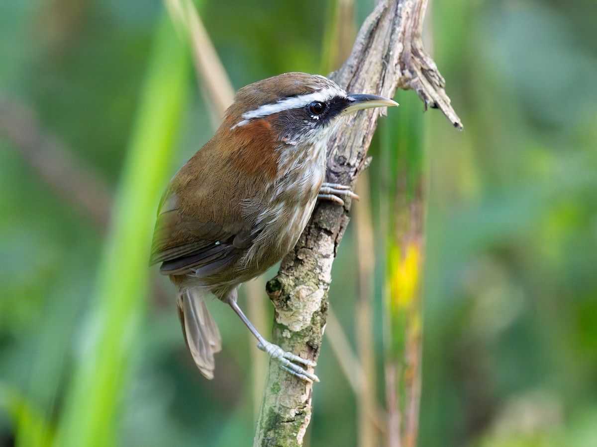 ヒメマルハシ - ML647288247