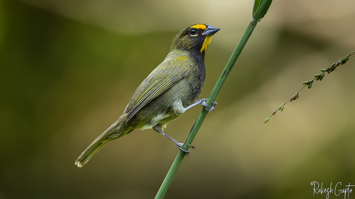 キマユクビワスズメ - ML647288249