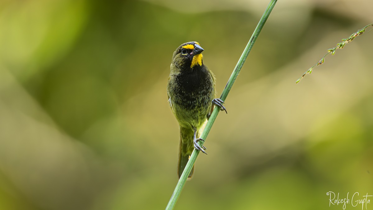 キマユクビワスズメ - ML647288250