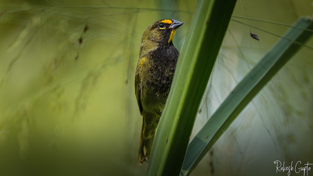 キマユクビワスズメ - ML647288251