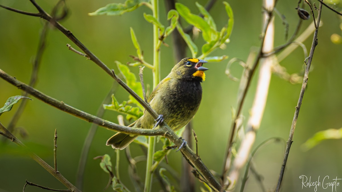 キマユクビワスズメ - ML647288252