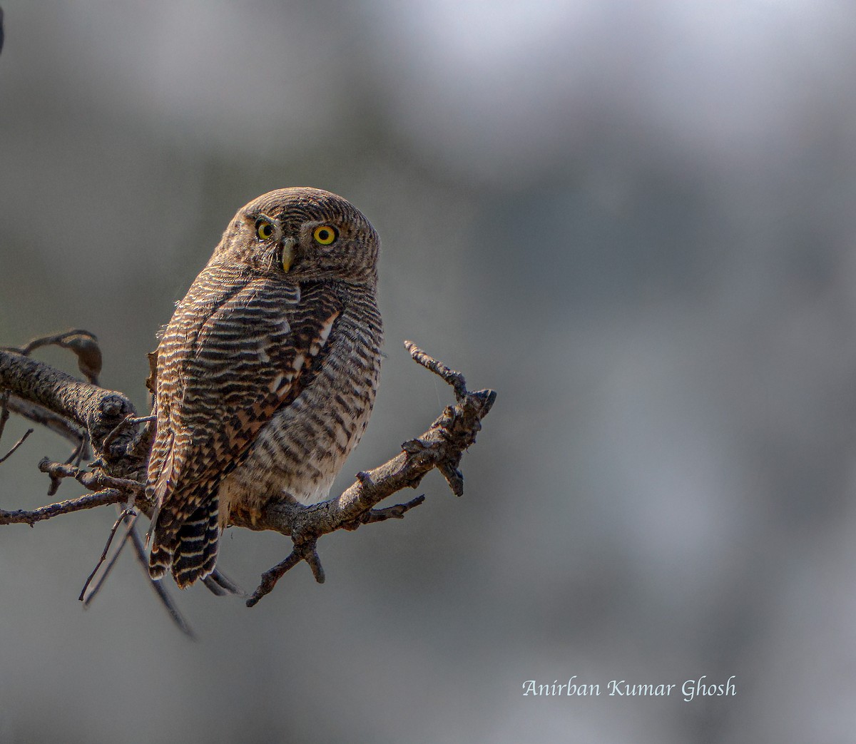 モリスズメフクロウ - ML647288255