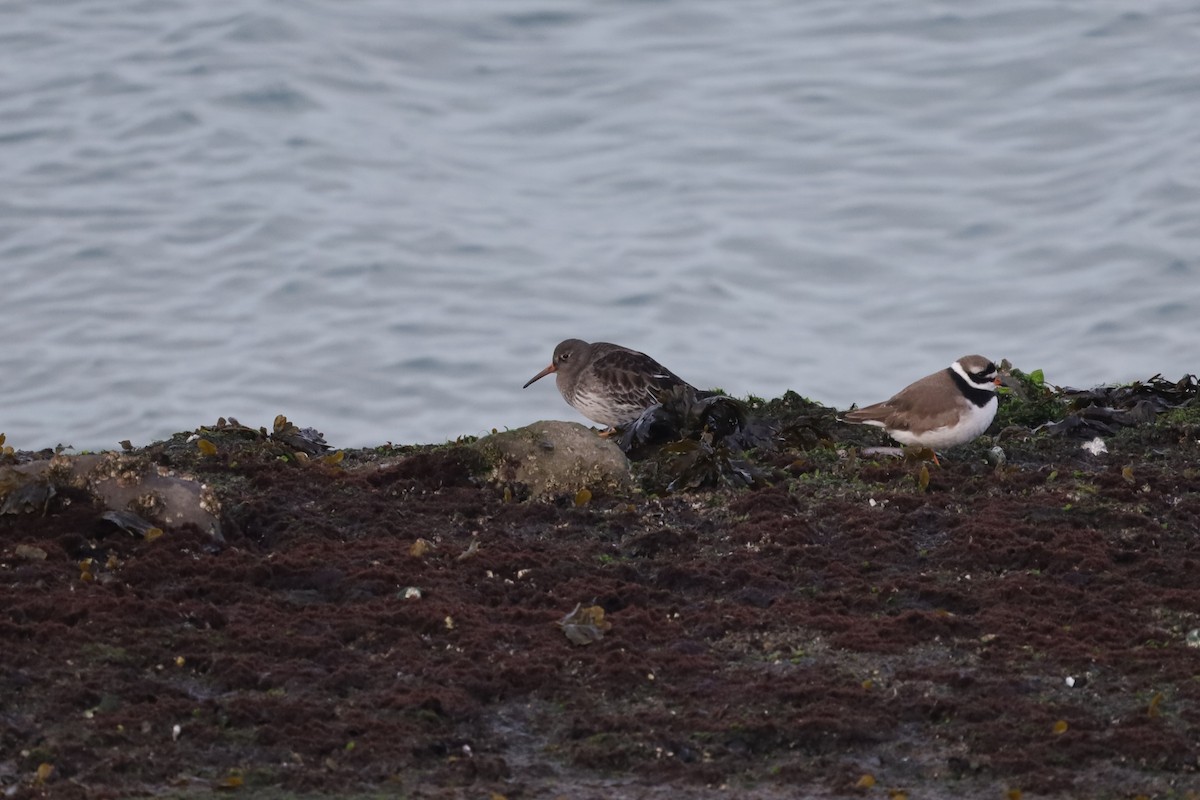 ムラサキハマシギ - ML647288257