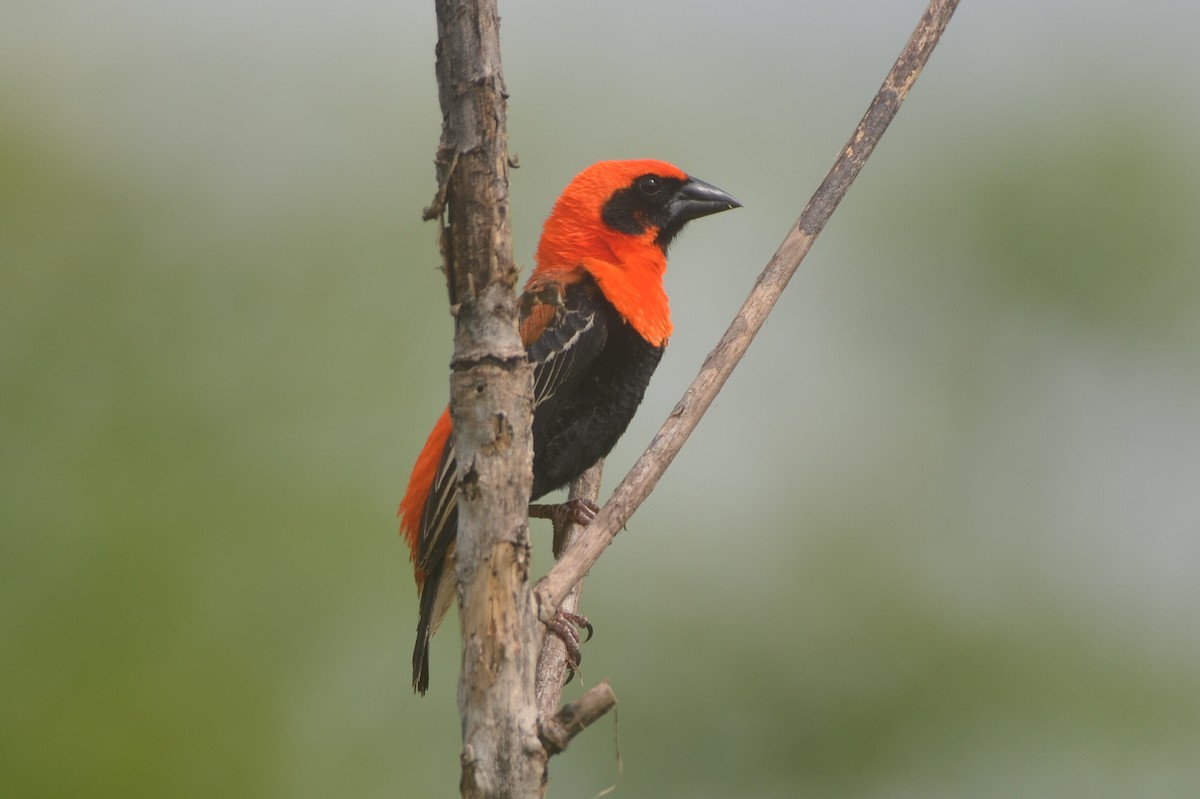 ベニビタイキンランチョウ - ML647288258