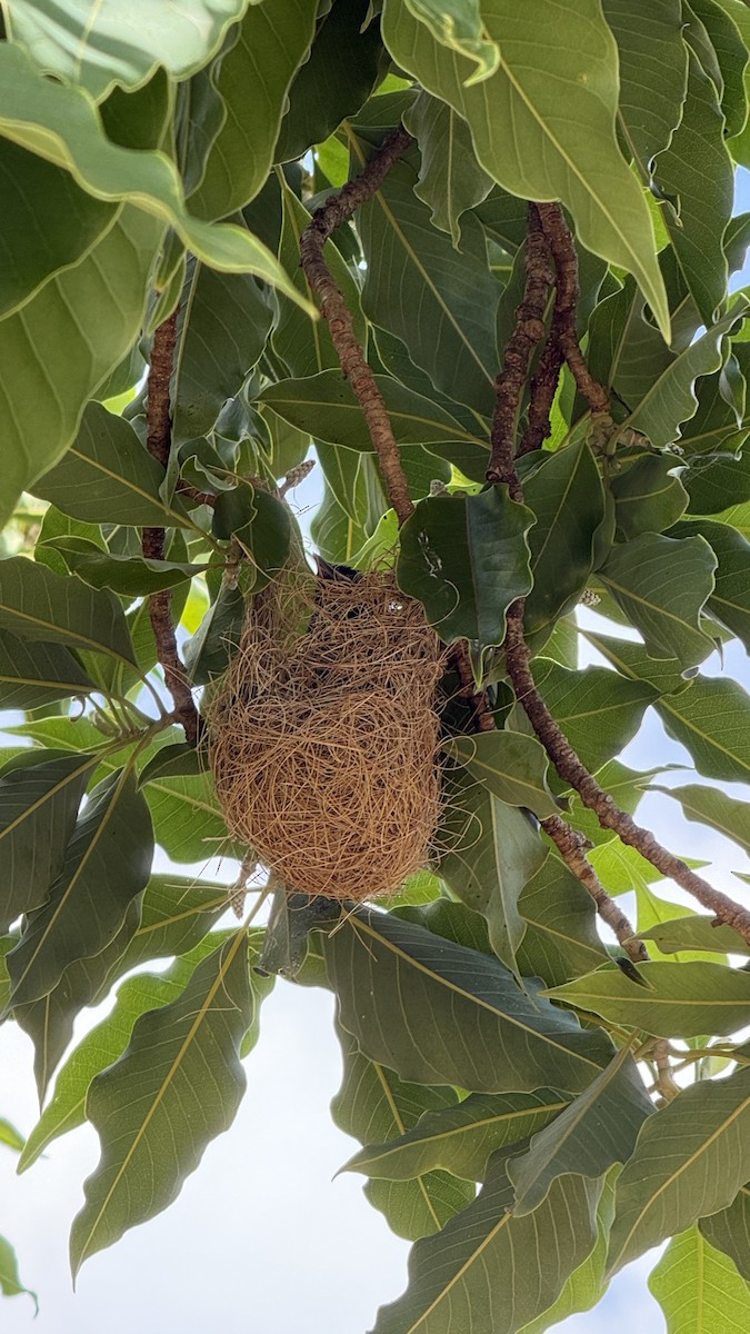 カワリムクドリモドキ - ML647288260