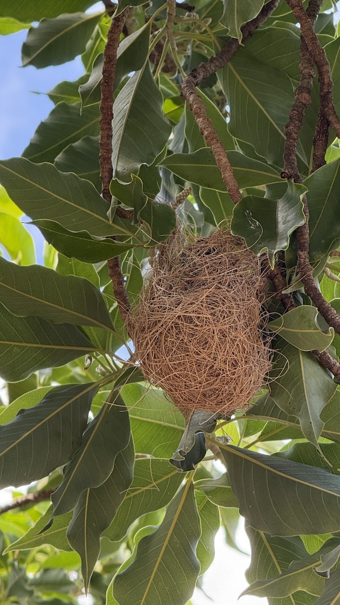 カワリムクドリモドキ - ML647288261