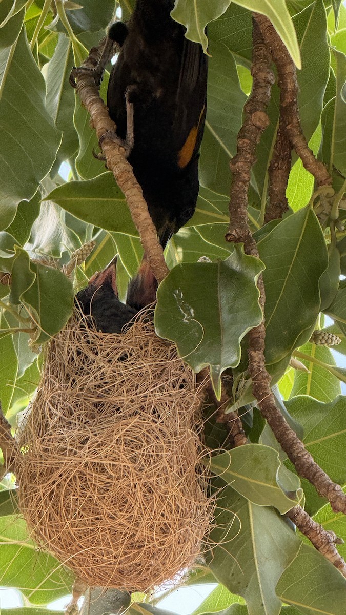 カワリムクドリモドキ - ML647288262