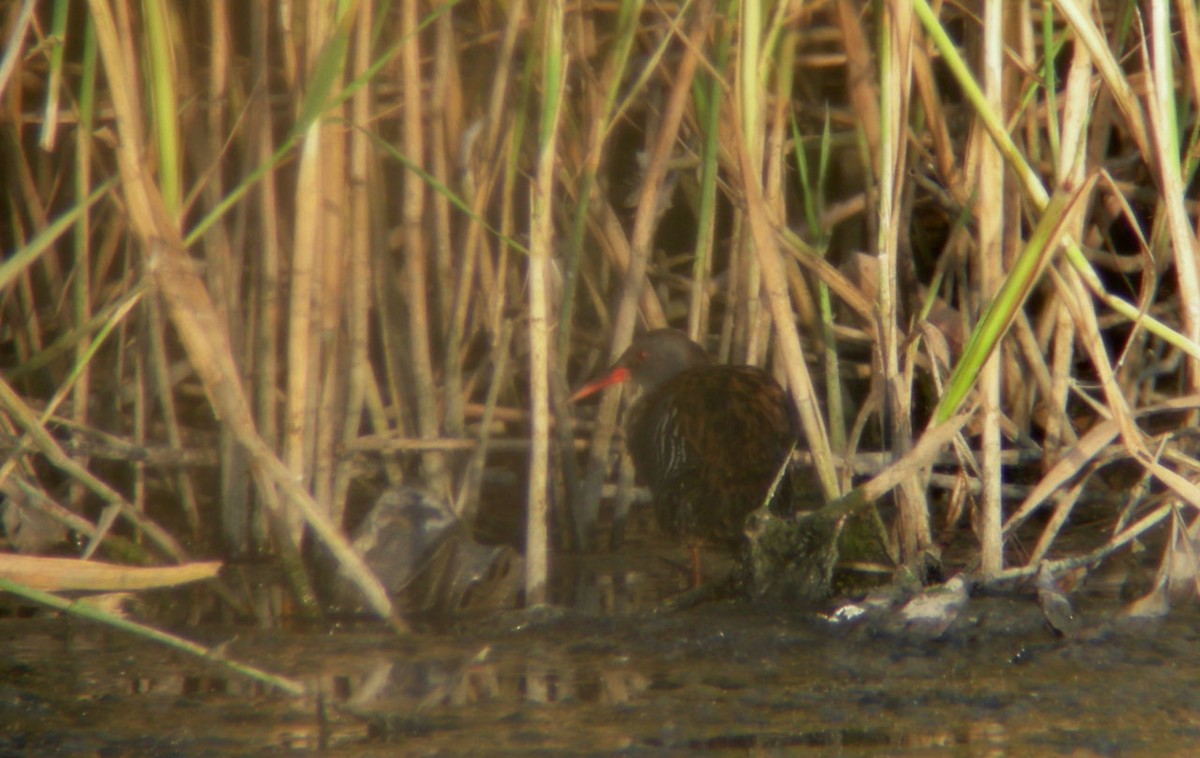 ヨーロッパクイナ - ML647288263