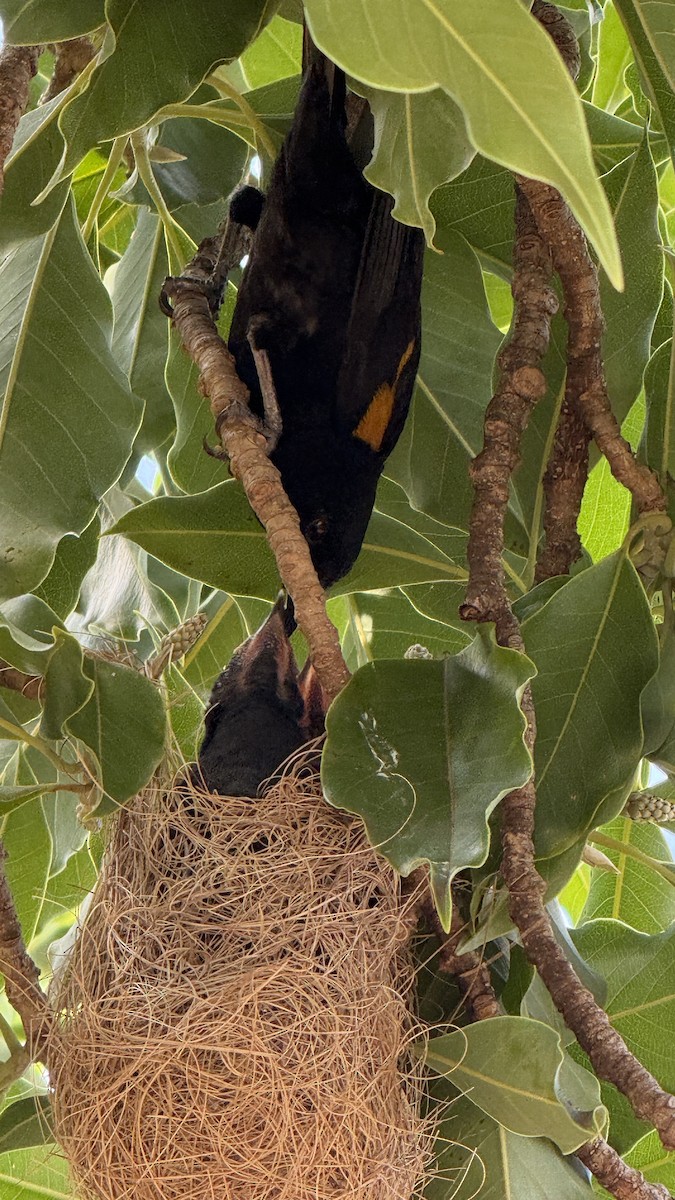 カワリムクドリモドキ - ML647288264