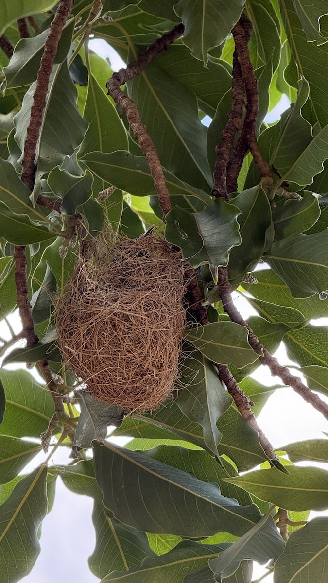 カワリムクドリモドキ - ML647288265