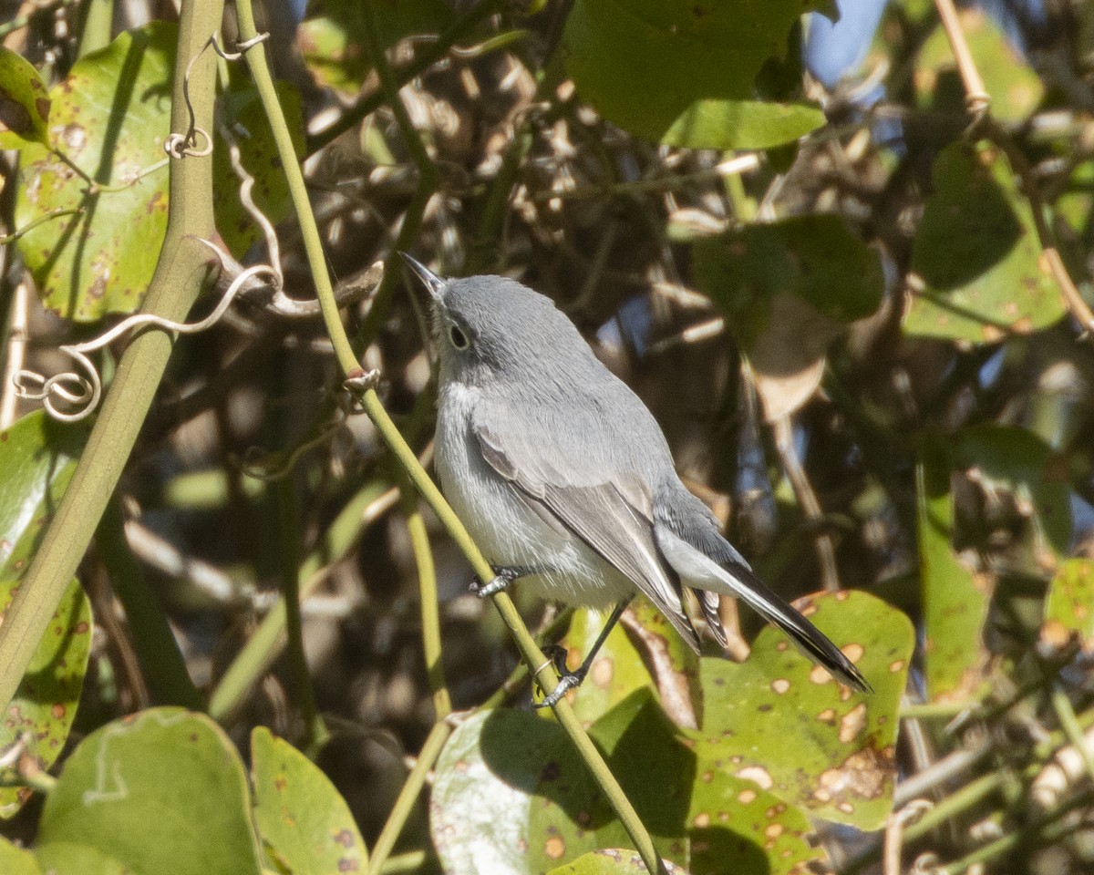 Голубая комароловка - ML647288281