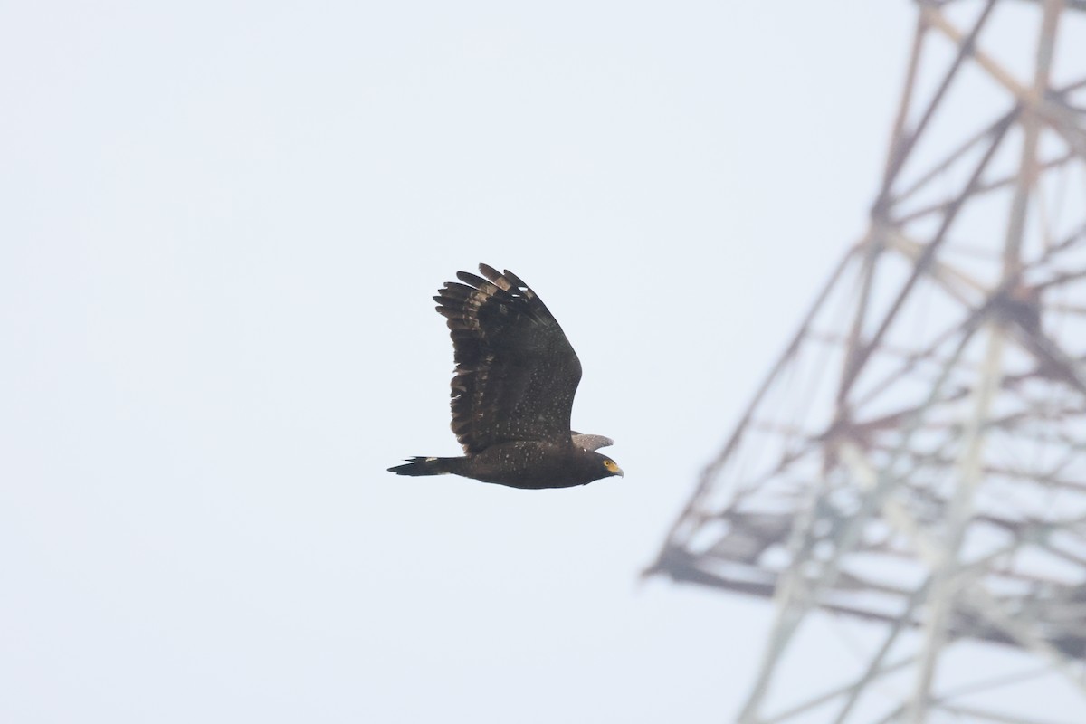 Culebrera Chiíla - ML647288286