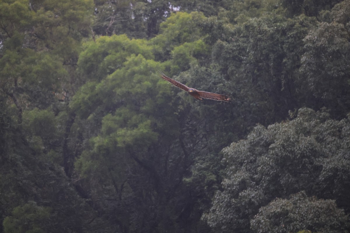 Culebrera Chiíla - ML647288297