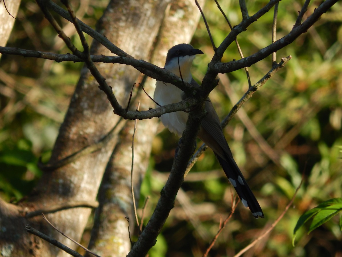 Dark-billed Cuckoo - ML647288298