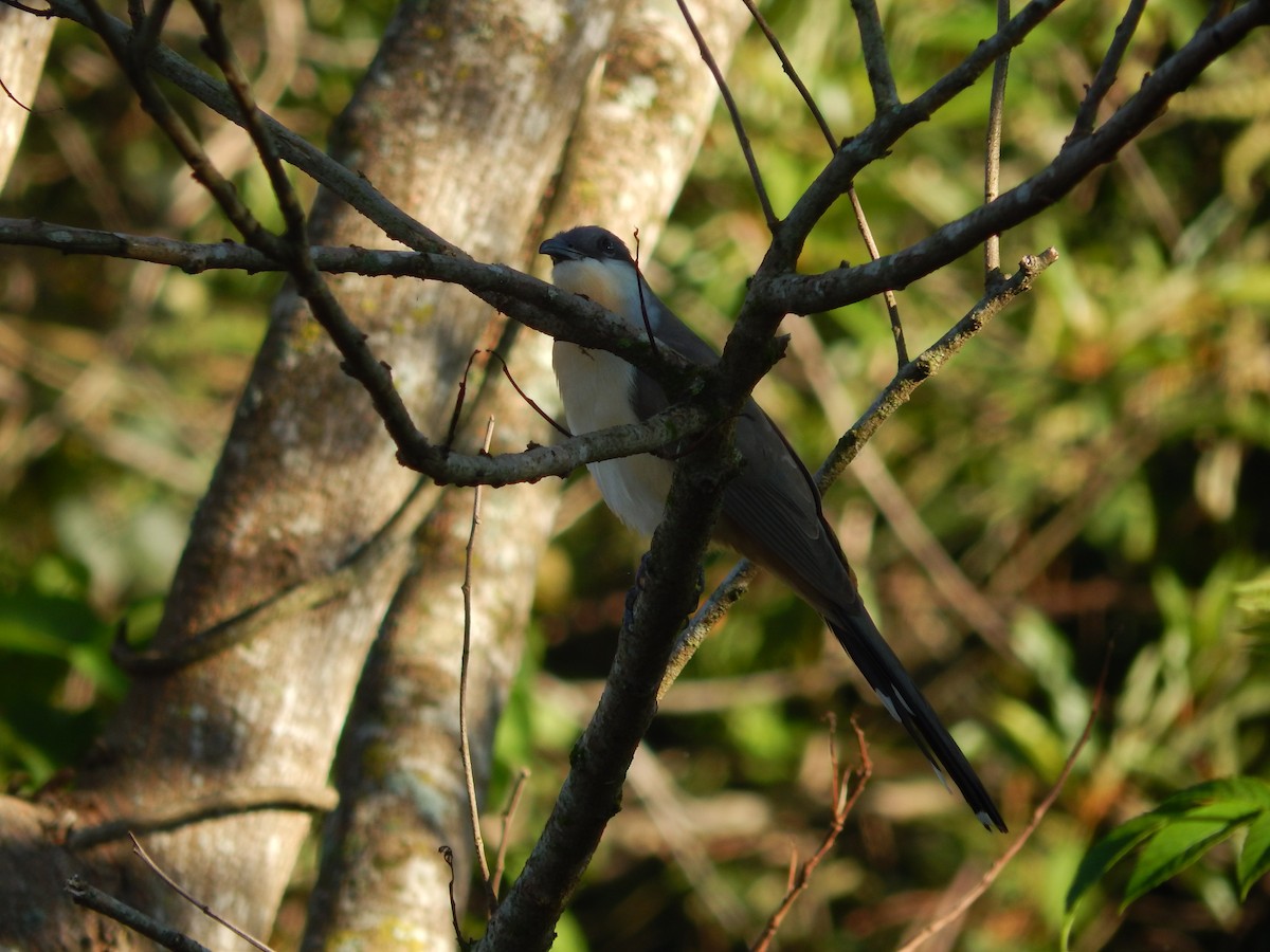 Dark-billed Cuckoo - ML647288299