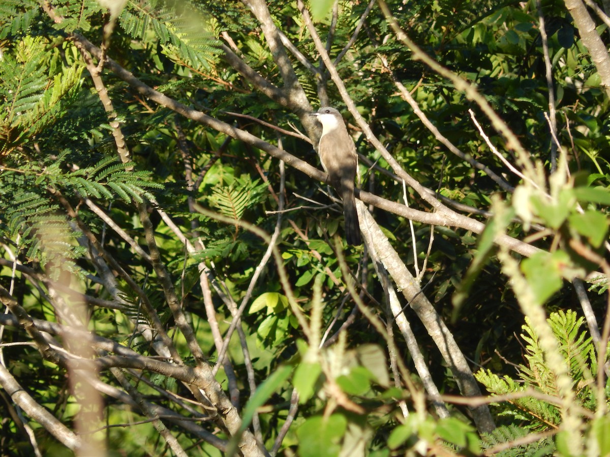 Dark-billed Cuckoo - ML647288300