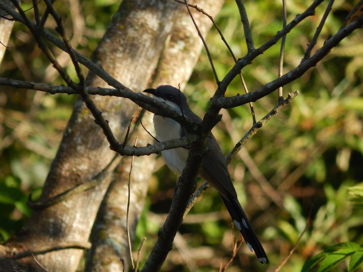 Dark-billed Cuckoo - ML647288301