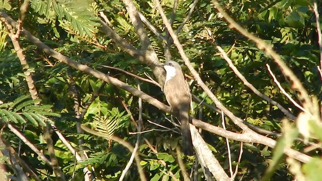 Dark-billed Cuckoo - ML647288308