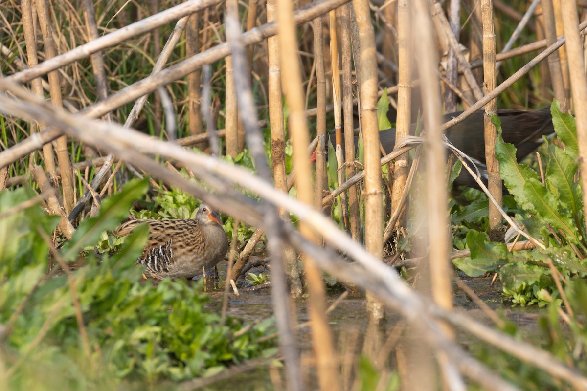 Râle à joues brunes - ML647288310