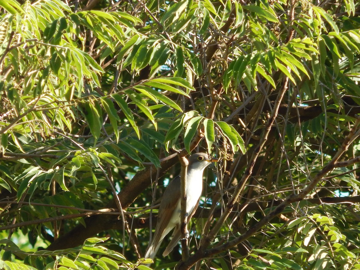 Желтоклювая пиайя - ML647288319