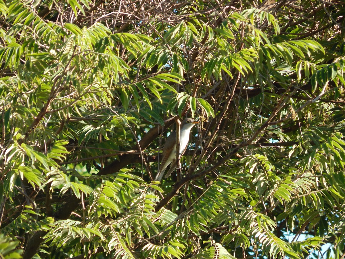 Желтоклювая пиайя - ML647288320