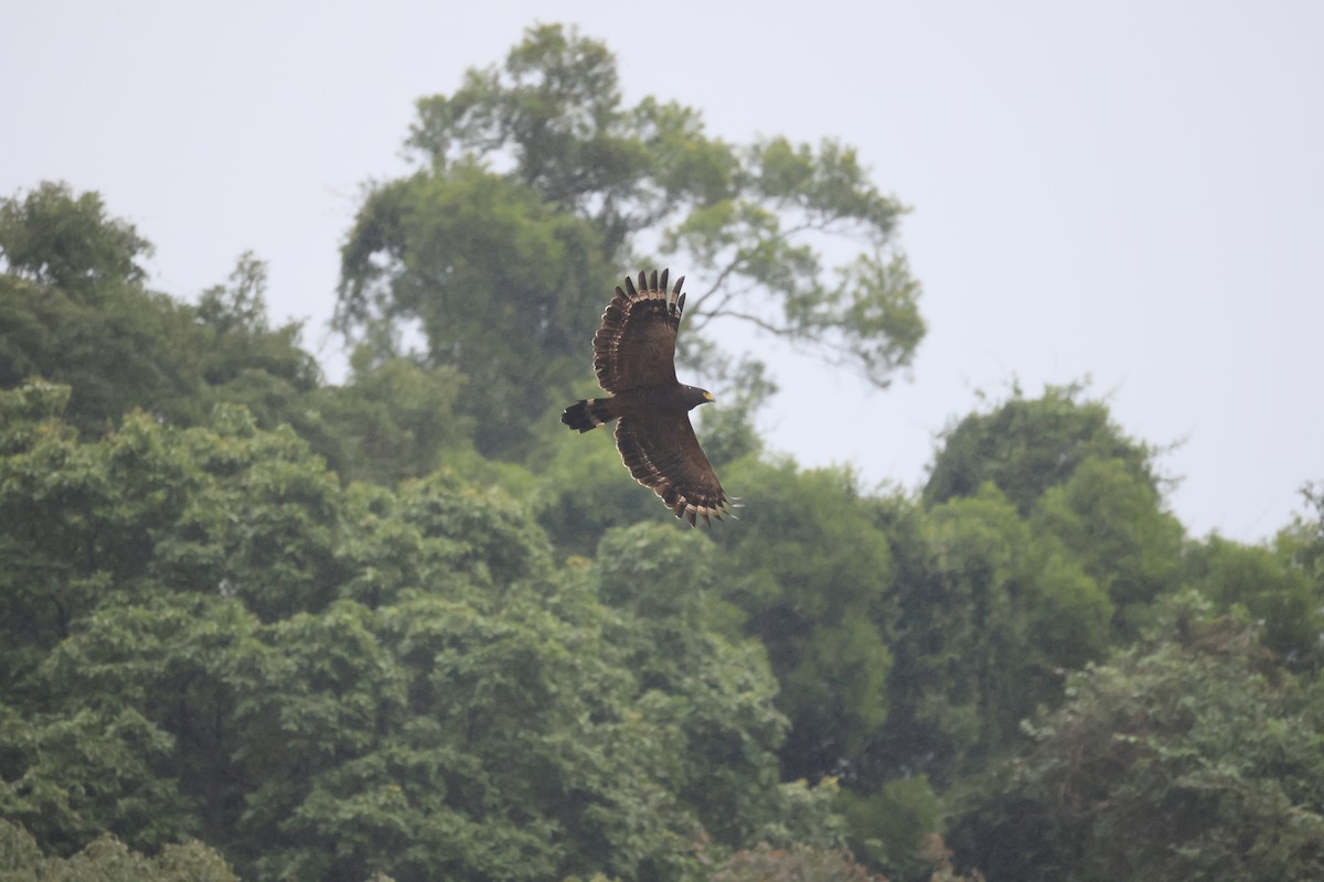 Culebrera Chiíla - ML647288326