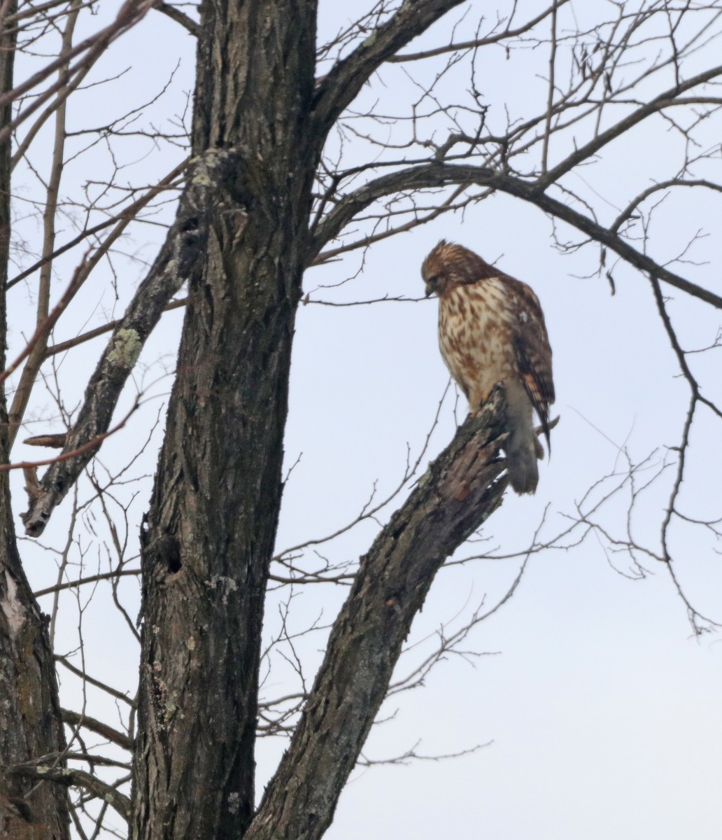 Red-shouldered Hawk - ML647288327