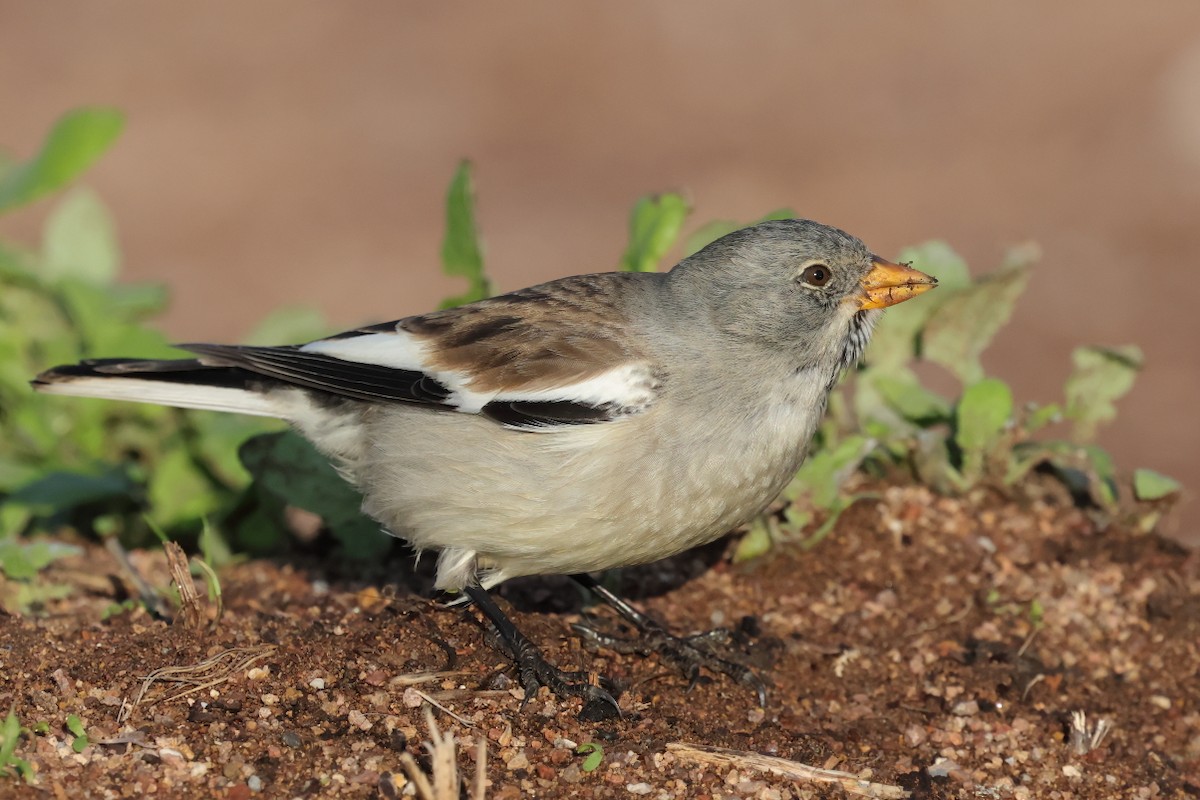 Горобець сніговий - ML647288329