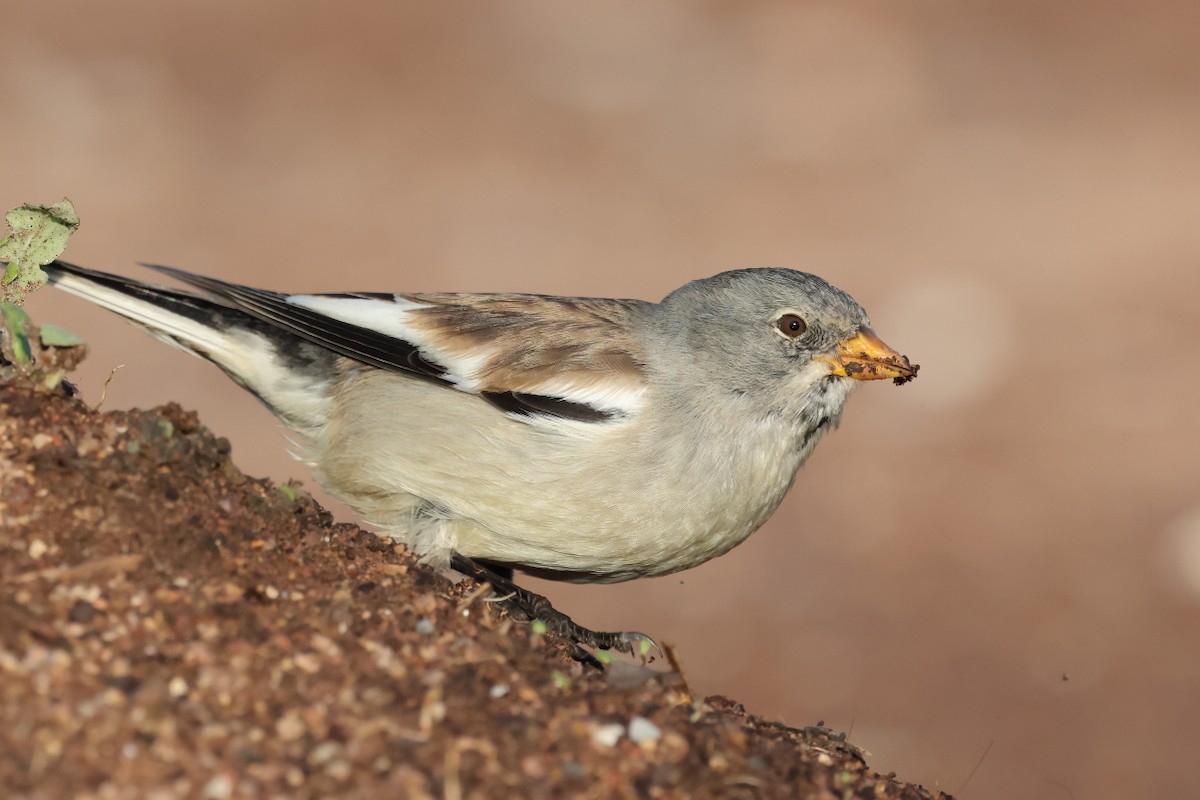 Горобець сніговий - ML647288331