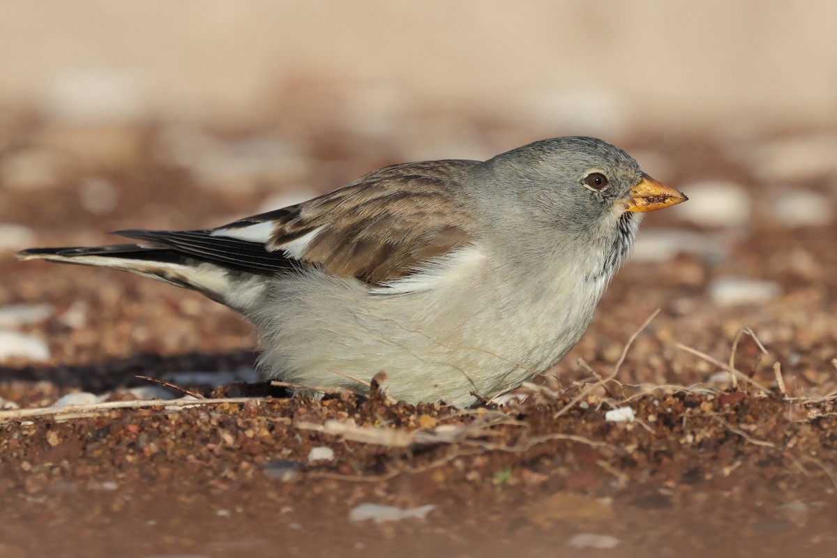 Горобець сніговий - ML647288333