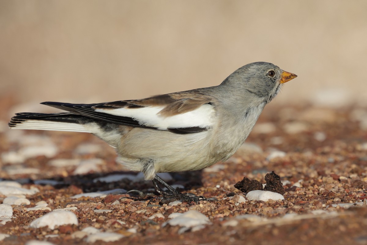 Горобець сніговий - ML647288334