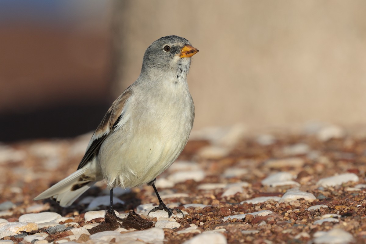 Горобець сніговий - ML647288335