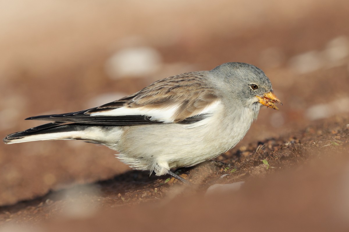 Горобець сніговий - ML647288336