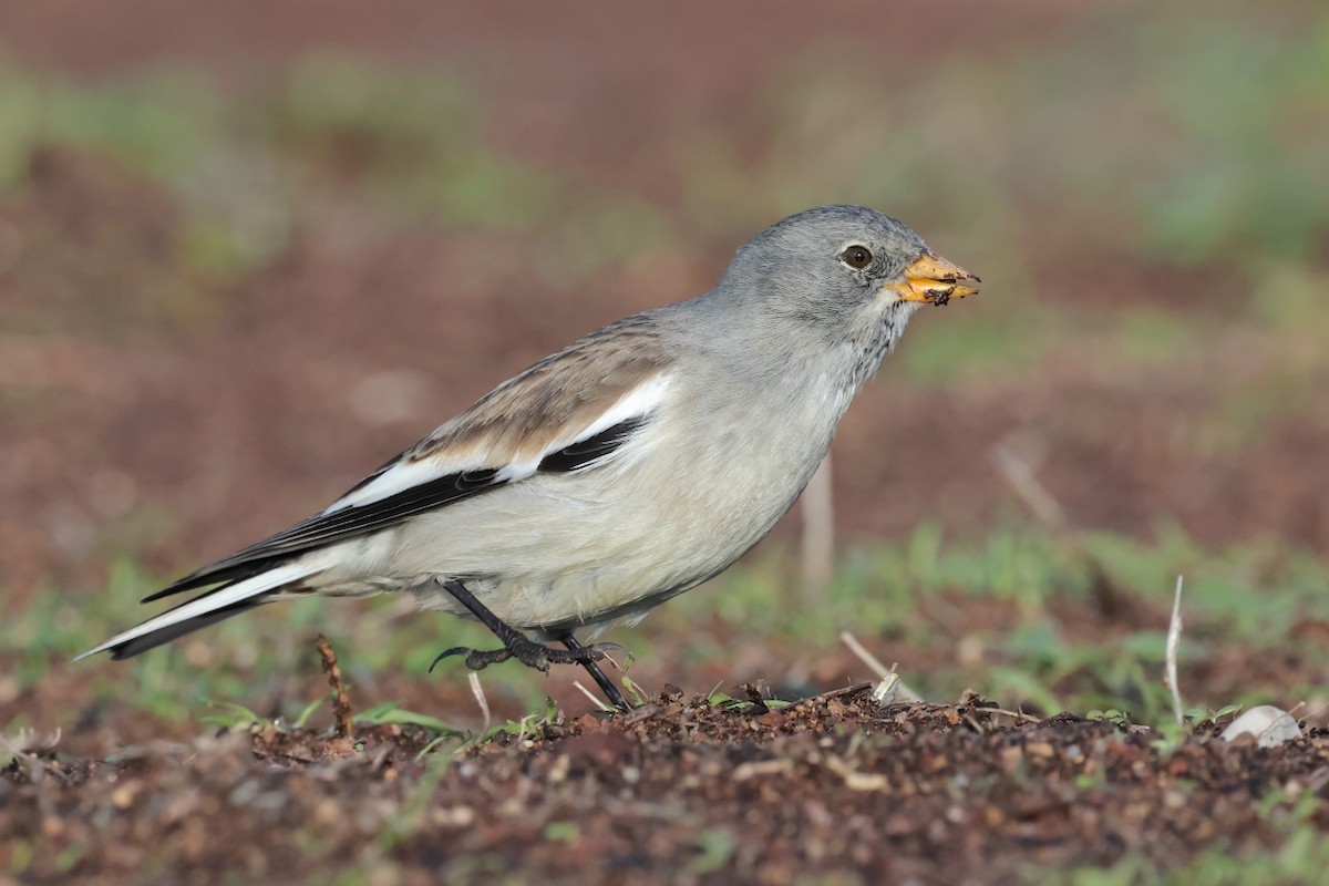 Горобець сніговий - ML647288337