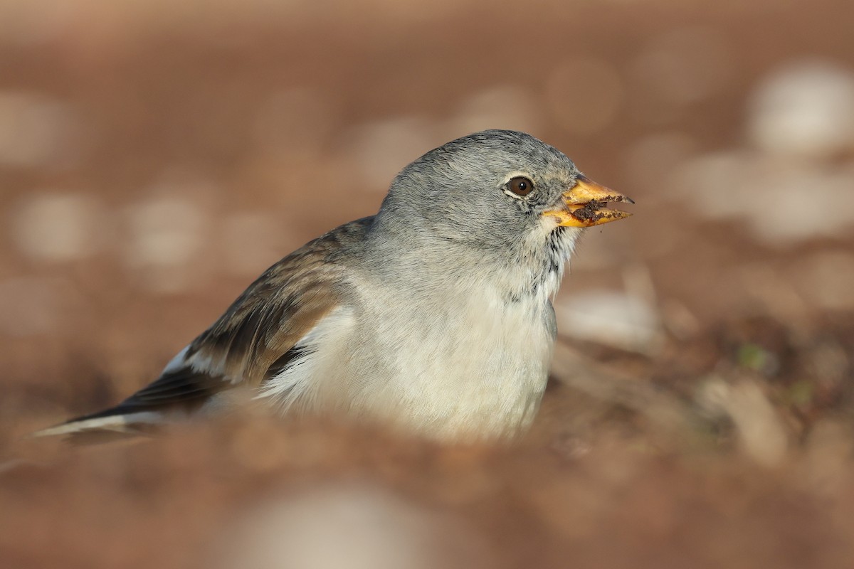 Горобець сніговий - ML647288338