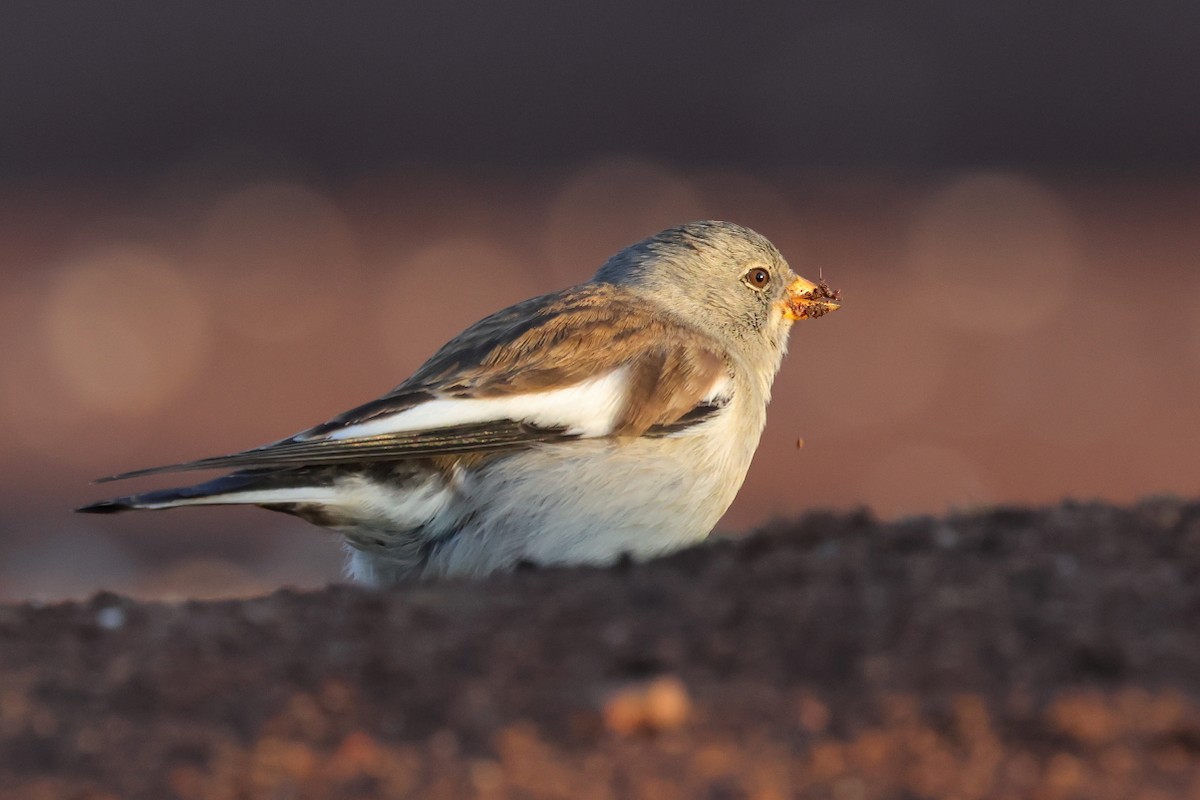 Горобець сніговий - ML647288339