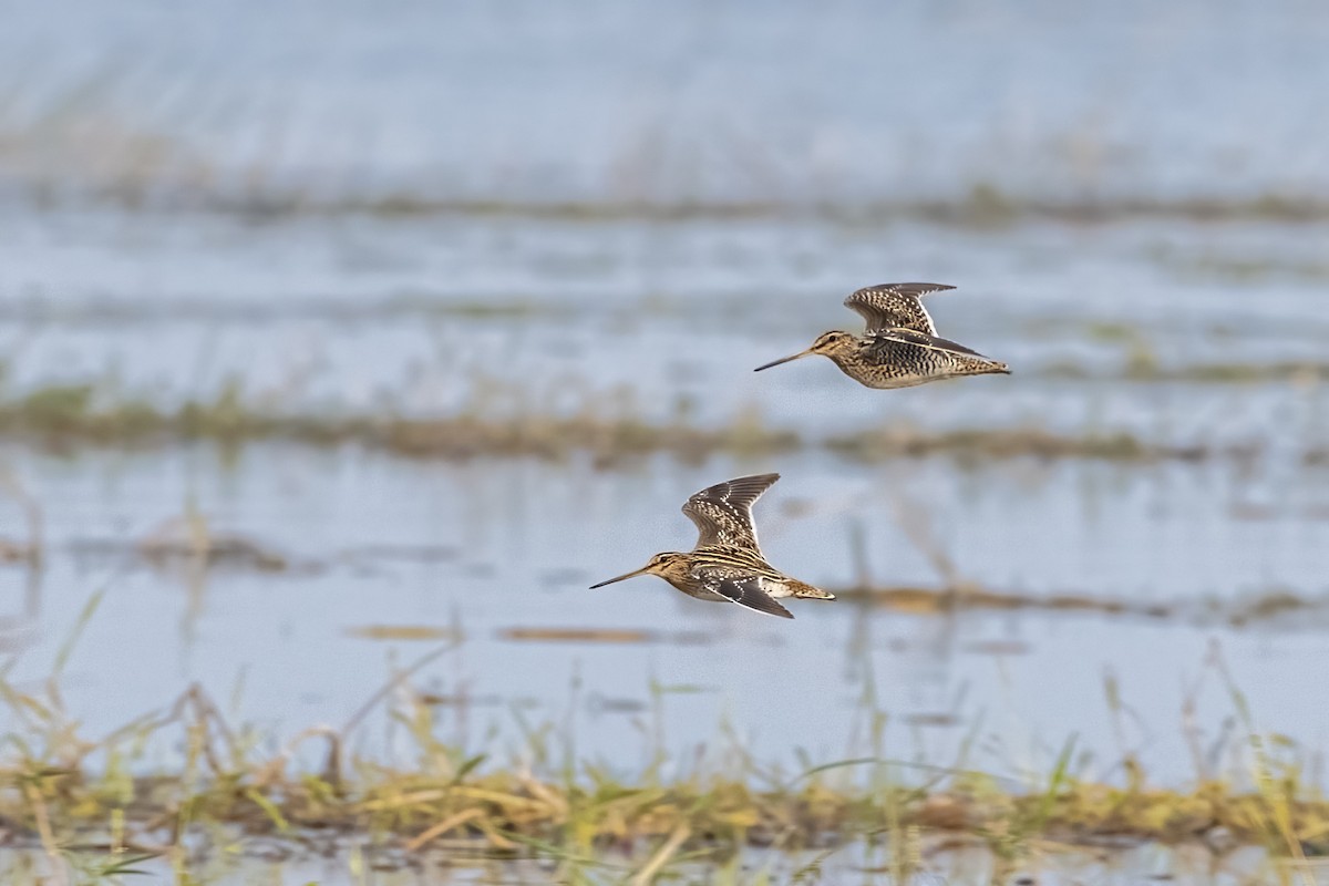 Баранець звичайний - ML647288351