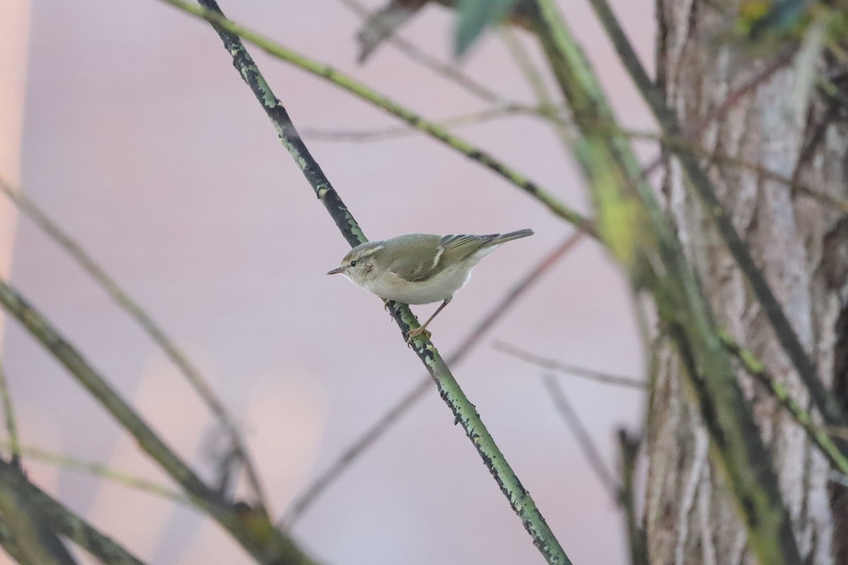 Вівчарик алтайський - ML647288353