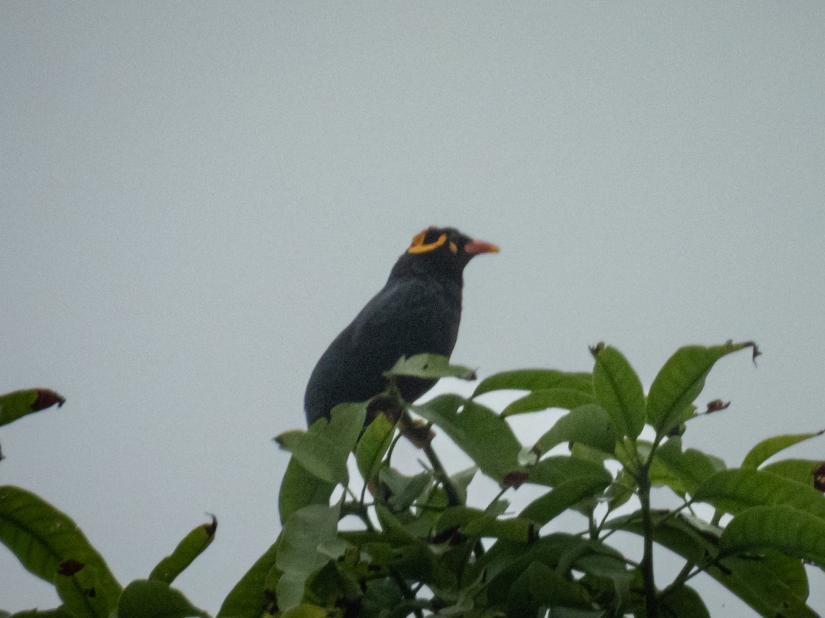 loskuták jižní - ML647288361