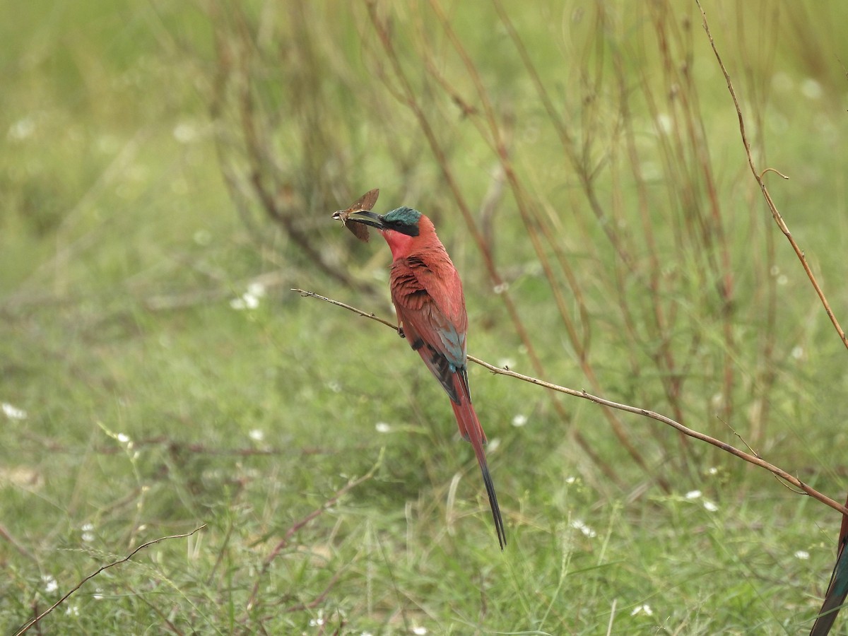 Southern Carmine Bee-eater - ML647288362