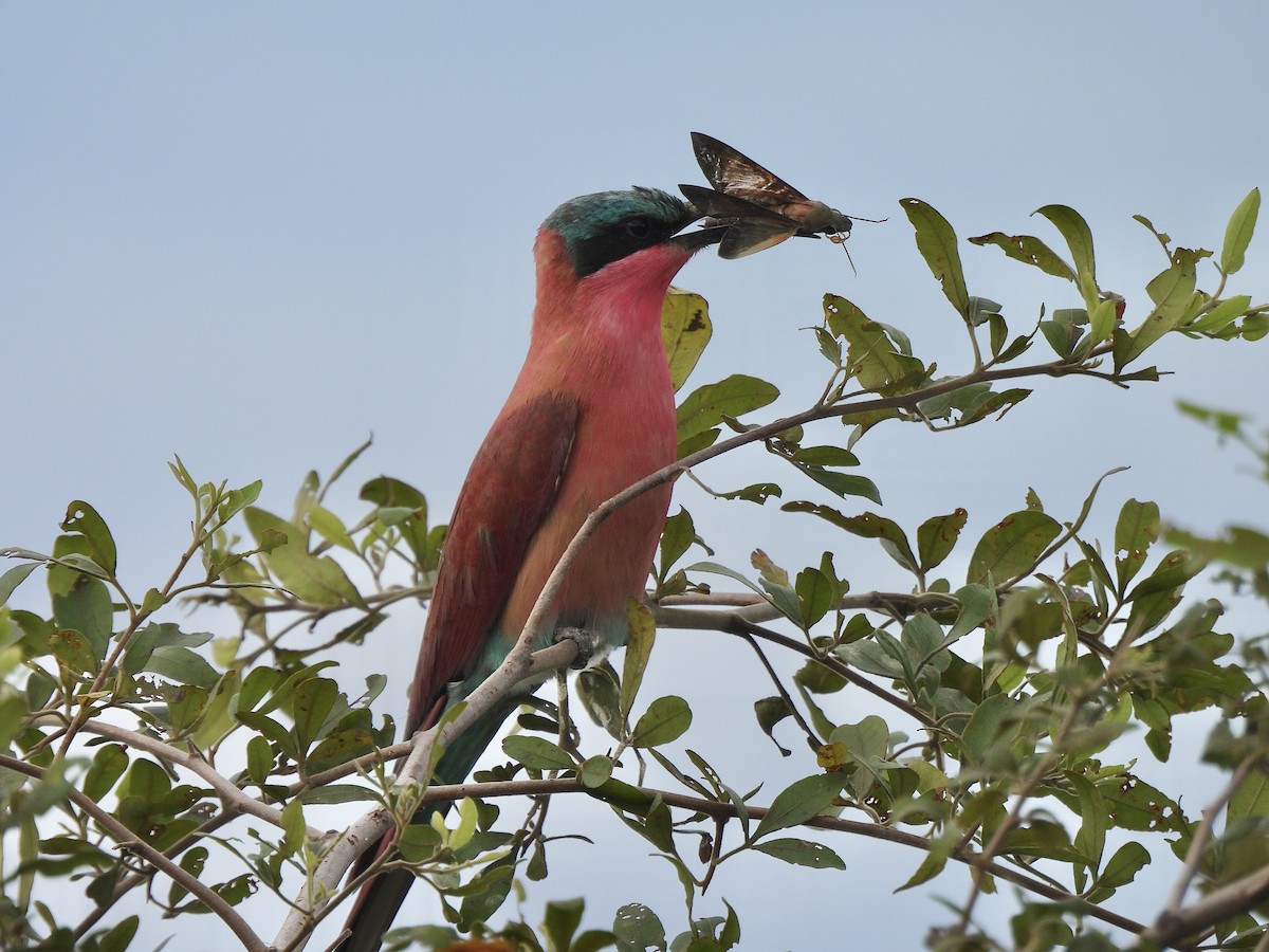 Southern Carmine Bee-eater - ML647288364