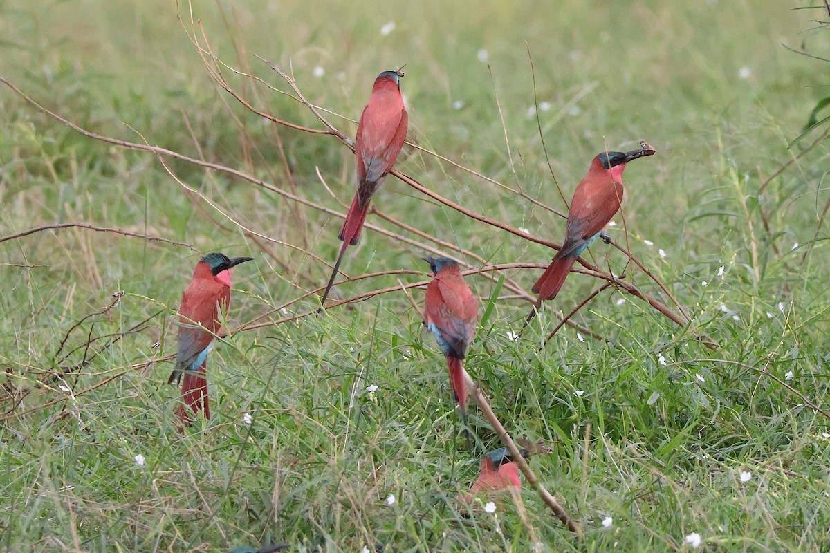Southern Carmine Bee-eater - ML647288365