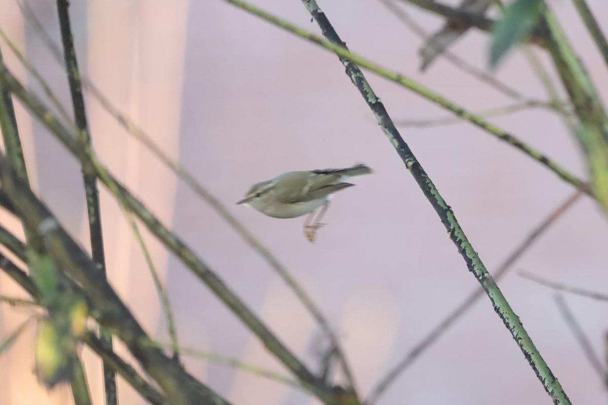 Вівчарик алтайський - ML647288366