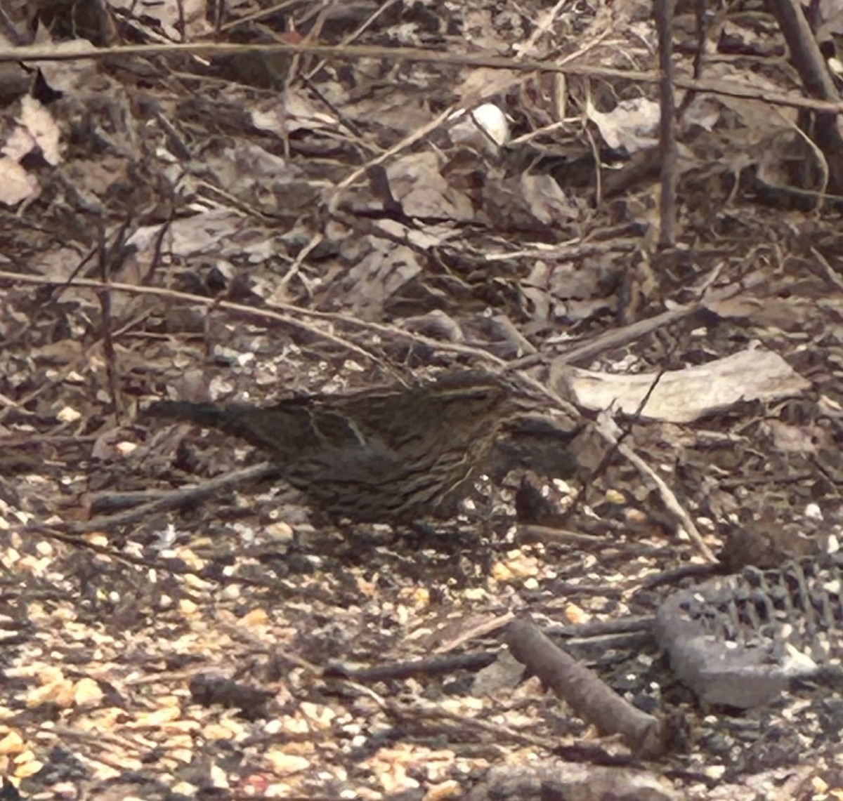 Еполетник червоноплечий - ML647288367